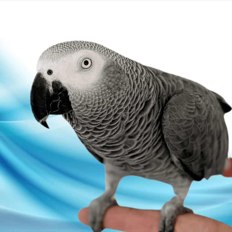 African grey parrot perched on a finger with a blue abstract background.